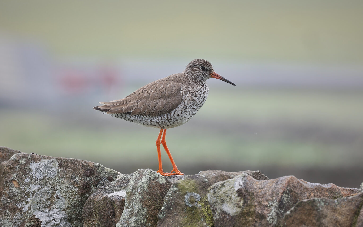 Common Redshank in Upper Teesdale, 14th June 2025