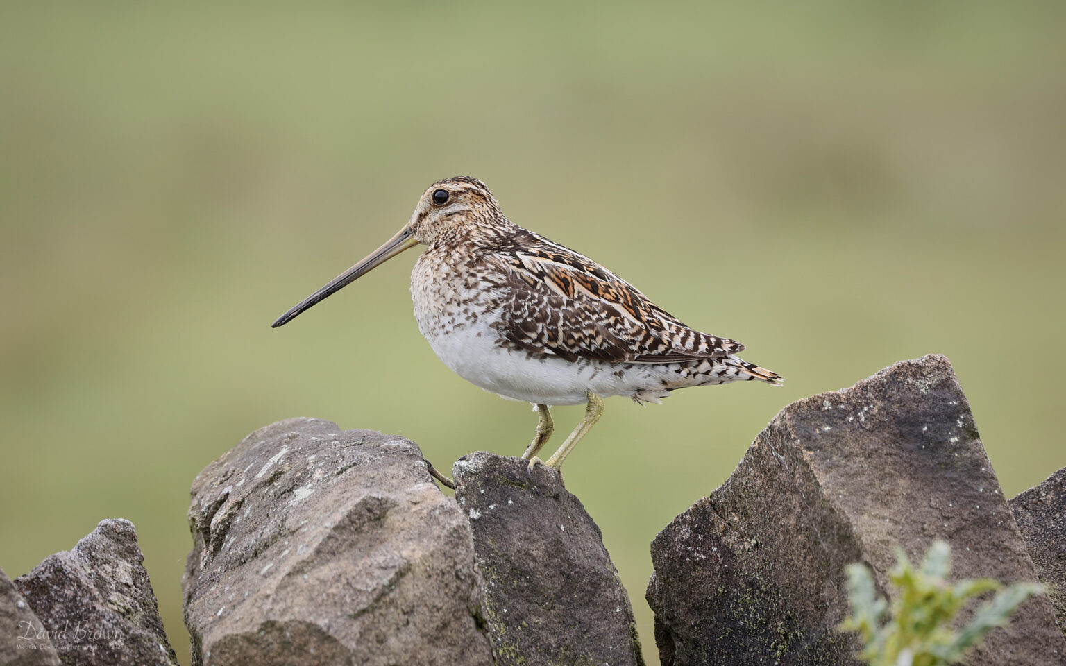 Common Snipe in Upper Teesdale, 14th June 2025