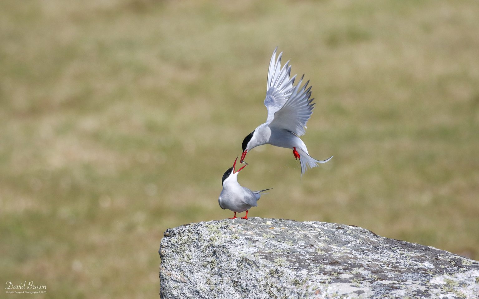 Arctic Tern at RSPB Balranald, 20th May 2019