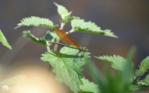 Beautiful Demoiselle at Forge Valley, 25th May 2017