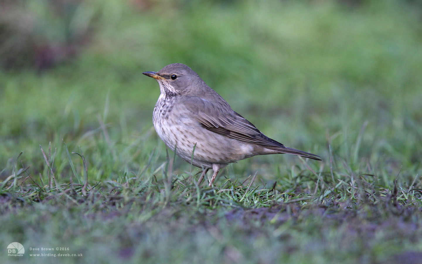Black-throated Thrush at Newholm, 17th January 2010