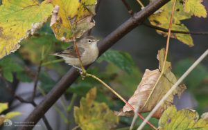 Booted Warbler at Torness, 12th October 2014