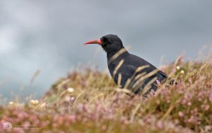 Chough at Pendeen, 18th August 2018