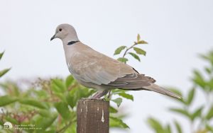 Collared Dove at Etherley Moor, 4th July 2012