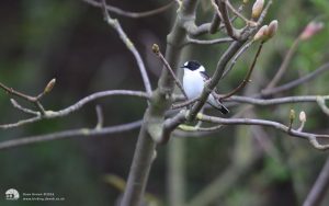 Collared Flycatcher at Low Newton, 9th May 2013