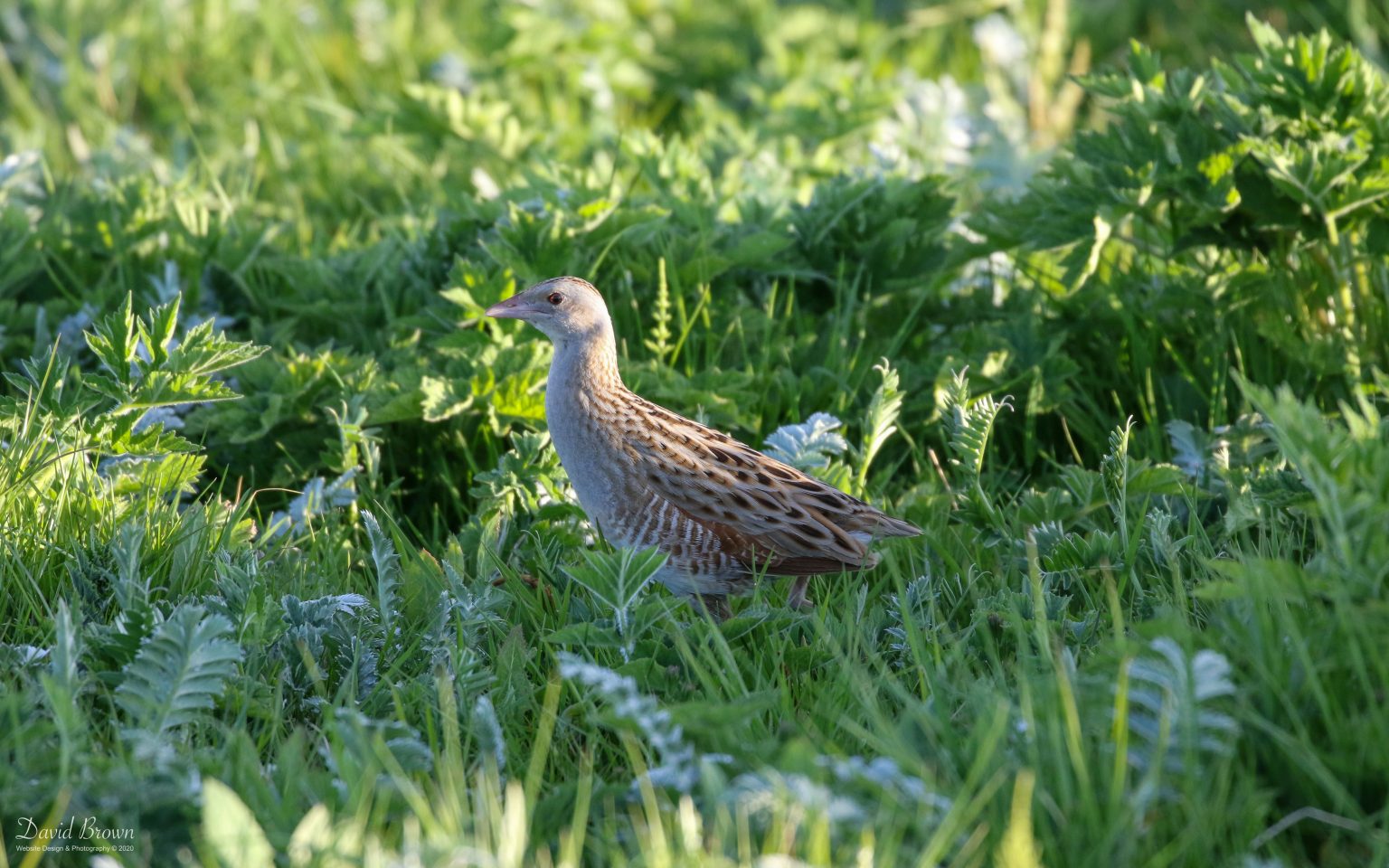 Corncrake at RSPB Balranald, 20th May 2019