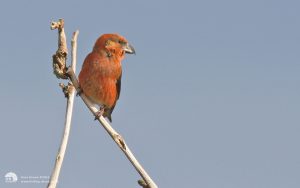Common Crossbill at The Stang, 25th February 2012
