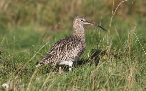 Curlew at Seaton Common, 17th October 2015