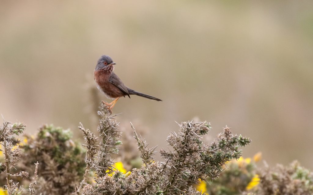 Dartford Warbler at Minsmere, 1st May 2019