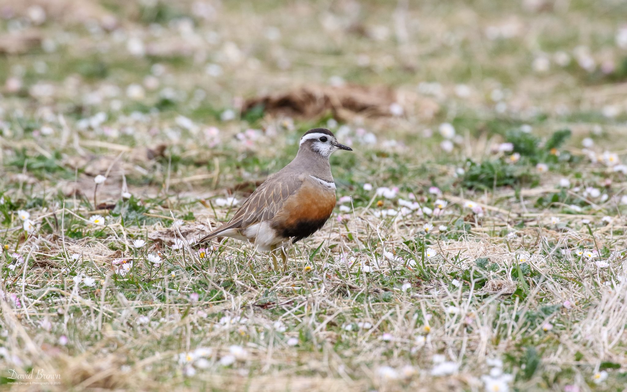 Dotterel at RSPB Balranald, 19th May 2019