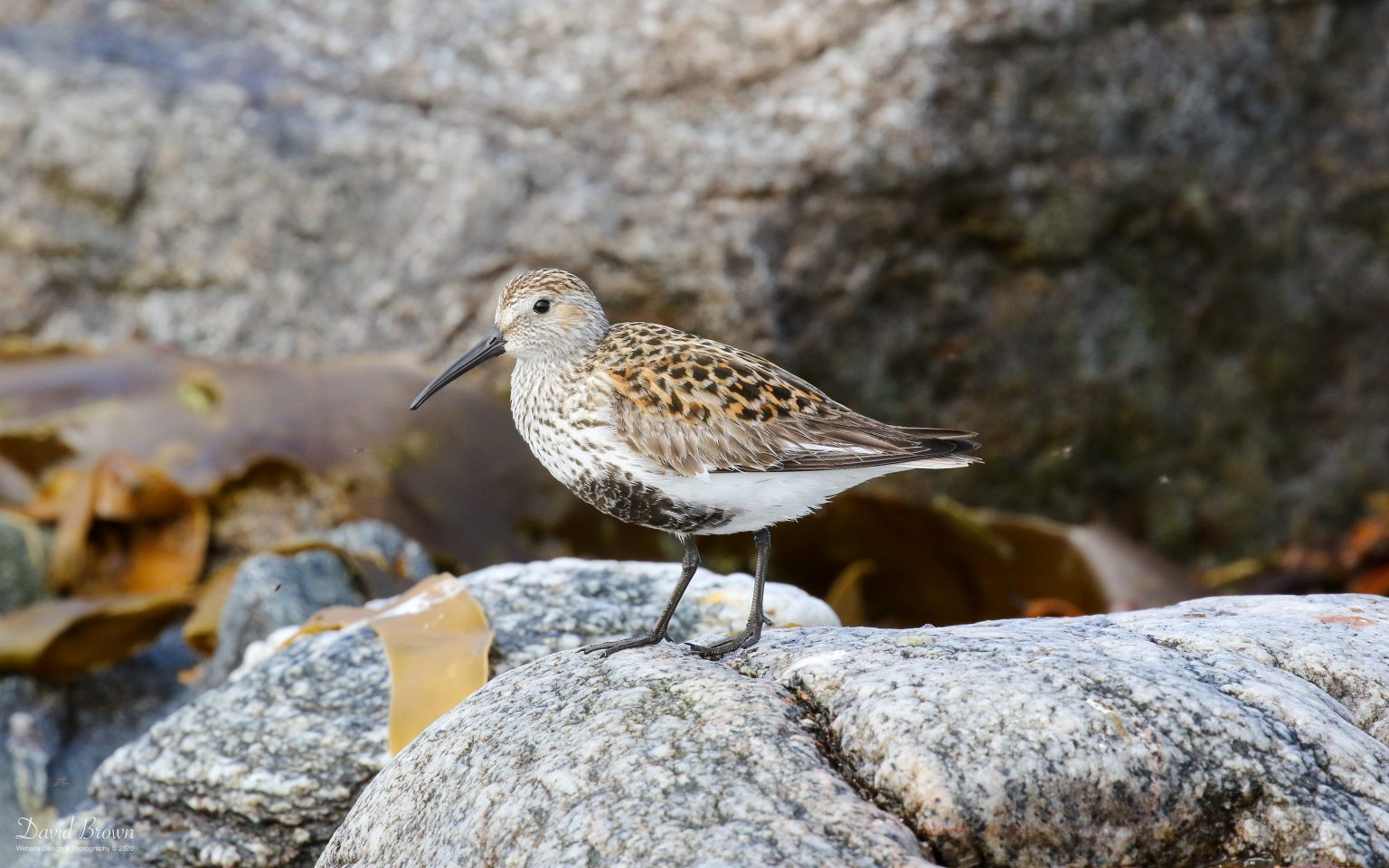 Dunlin at RSPB Balranald, 20th May 2019