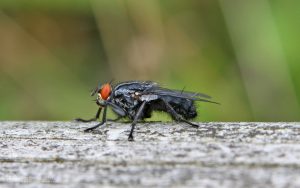 Flesh Fly at Low Barns, 2nd July 2009