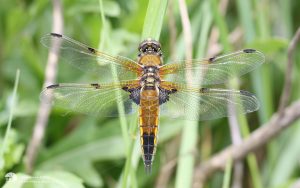 Four-spotted Chaser at Dormans, 28th May 2016