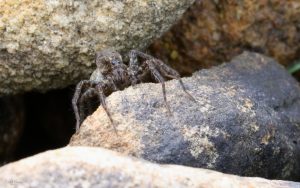 Garden Spider at Etherley Moor, 4th August 2019