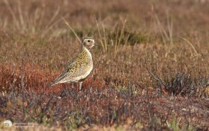 Golden Plover at Danby Beacon, 10th May 2008
