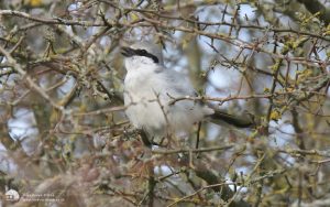 Great Grey Shrike at Stanhope, 30th March 2015