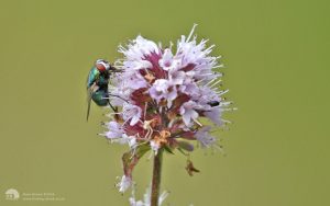 Greenbottle at Etherley Moor, 21st August 2016