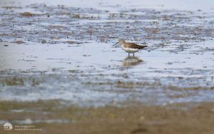 Green Sandpiper at Saltholme, 9th August 2014