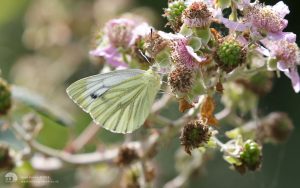 Green-veigned White at Fontmel Down, 19th August 2018