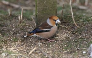Hawfinch at Low Barns, 8th February 2009