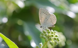 Holly Blue at Fontmel Down, 19th August 2018