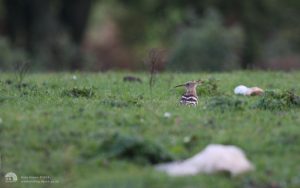 Hoopoe at Tindale, 21st October 2013