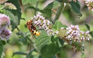 Hornet Hoverfly at Saltholme, 22nd August 2018