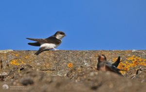House Martin at Etherley Moor, 12th August 2015