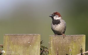 House Sparrow at Etherley Moor, 26th May 2012