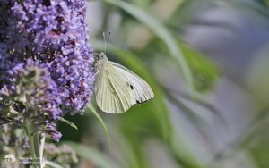 Large White at Etherley Moor, 6th August 2016