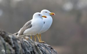 Lesser Black-backed Gulls at Duddingston, 29th March 2018