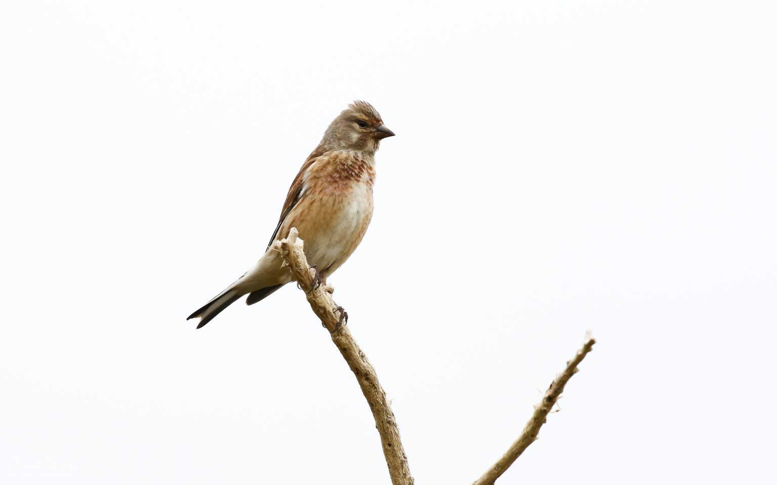 Linnet on Harris, 19th May 2019