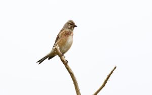 Linnet on Harris, 19th May 2019