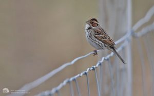 Little Bunting at Fencehouses, 12th April 2013