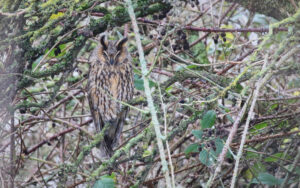 Long-eared Owl at Haverton Scrub, 2nd January 2016.