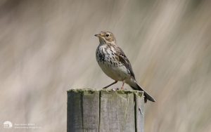 Meadow Pipit at Seahouses, 20th May 2012