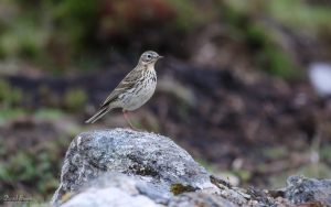 Meadow Pipit on Harris, 19th May 2019