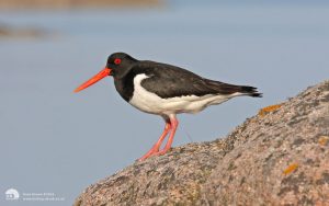 Oystercatcher at Fidden, 28th May 2012