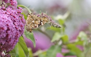 Painted Lady at Minsmere, 4th July 2016
