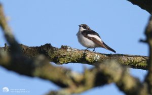 Pied Flycatcher at Low Barns, 10th May 2013