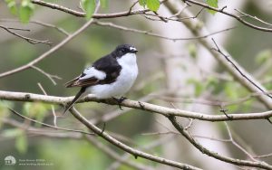 Pied Flycatcher at Tunstall, 15th May 2016
