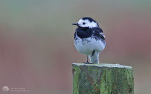 Pied wagtail on Seaton Common, 27th April 2014
