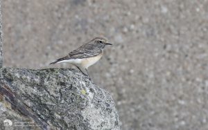 Pied Wheatear at Redcar, 30th October 2016