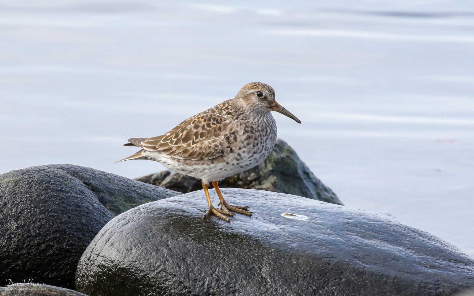 Purple Sandpiper at RSPB Balranald, 20th May 2019