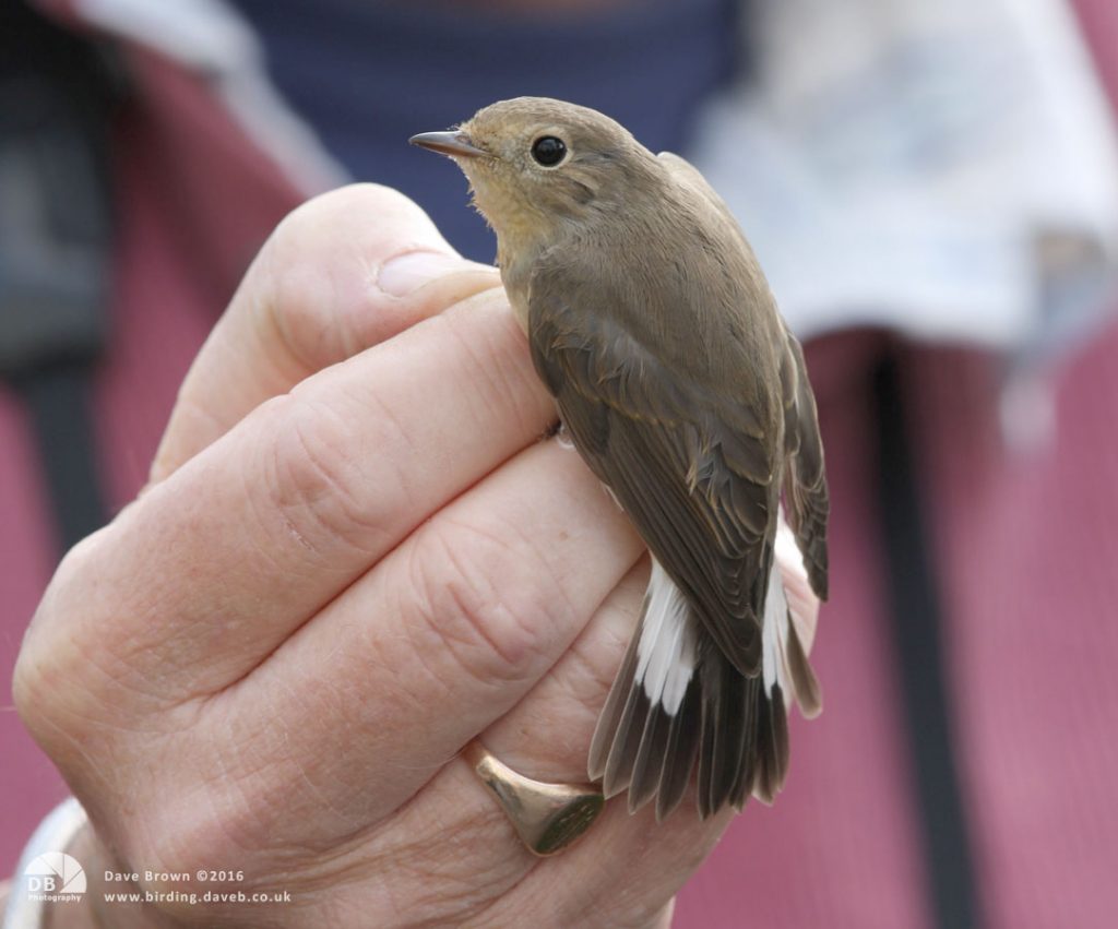 Red-breasted Flycatcher at Hartlepool Headland, 27th September 2008