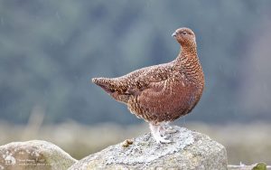 Red Grouse at The Stang, 5th February 2017