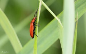Red Headed Cardinal Beetle at Saltholme, 28th May 2019