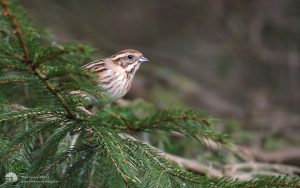 Reed Bunting at Low Barns, 5th March 2016