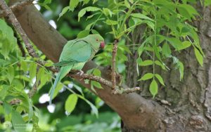 Ring-necked Parakeet at Ward Jackson Park, 29th May 2017