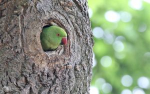 Ring-necked Parakeet at Ward Jackson Park, 29th May 2017
